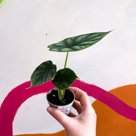 Alocasia baginda 'Dragon Scale' - Sprouts of Bristol