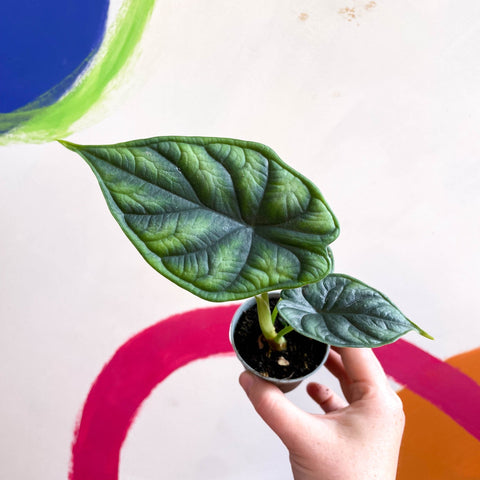Alocasia baginda 'Dragon Scale' - Sprouts of Bristol