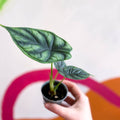 Alocasia baginda 'Dragon Scale' - Sprouts of Bristol