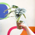 Alocasia baginda 'Silver Dragon' - Sprouts of Bristol