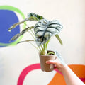 Alocasia baginda 'Silver Dragon' - Sprouts of Bristol