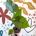 Alocasia ‘Black Cobra’ – Black Jewel Elephant Ear - Sprouts of Bristol