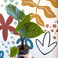 Alocasia ‘Black Cobra’ – Black Jewel Elephant Ear - Sprouts of Bristol