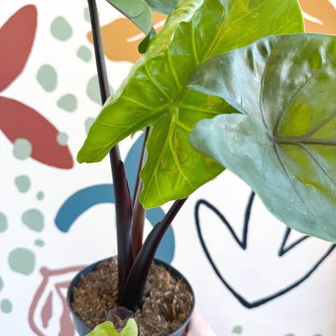 Alocasia ‘Black Cobra’ – Black Jewel Elephant Ear - Sprouts of Bristol