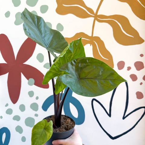 Alocasia ‘Black Cobra’ – Black Jewel Elephant Ear - Sprouts of Bristol