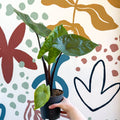 Alocasia ‘Black Cobra’ – Black Jewel Elephant Ear - Sprouts of Bristol