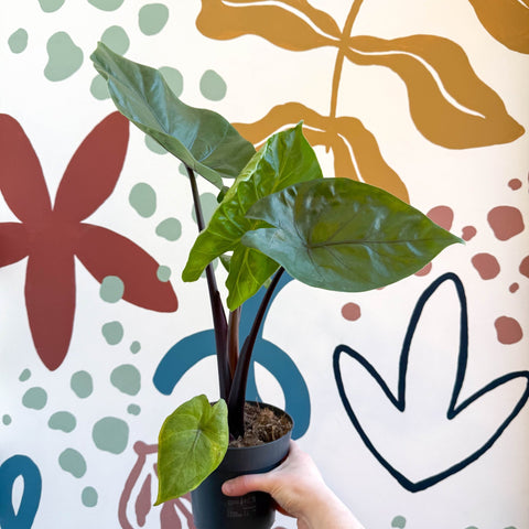 Alocasia ‘Black Cobra’ – Black Jewel Elephant Ear - Sprouts of Bristol