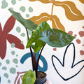 Alocasia ‘Black Cobra’ – Black Jewel Elephant Ear - Sprouts of Bristol