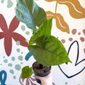 Alocasia ‘Black Cobra’ – Black Jewel Elephant Ear - Sprouts of Bristol