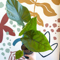 Alocasia ‘Black Cobra’ – Black Jewel Elephant Ear - Sprouts of Bristol