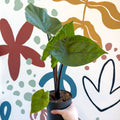 Alocasia ‘Black Cobra’ – Black Jewel Elephant Ear - Sprouts of Bristol