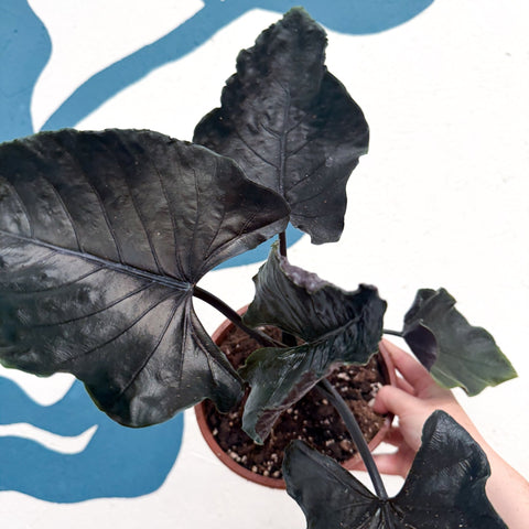 Alocasia chienlii 'Antoro Velvet' - Sprouts of Bristol
