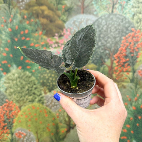 Alocasia chienlii 'Antoro Velvet' - Sprouts of Bristol