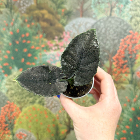 Alocasia chienlii 'Antoro Velvet' - Sprouts of Bristol