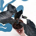 Alocasia chienlii 'Antoro Velvet' - Sprouts of Bristol