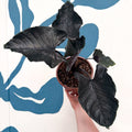Alocasia chienlii 'Antoro Velvet' - Sprouts of Bristol