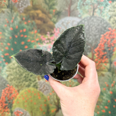 Alocasia chienlii 'Antoro Velvet' - Sprouts of Bristol