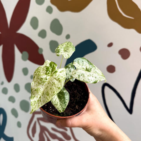 Alocasia macrorrhiza 'Splash' – Variegated Giant Taro - Sprouts of Bristol