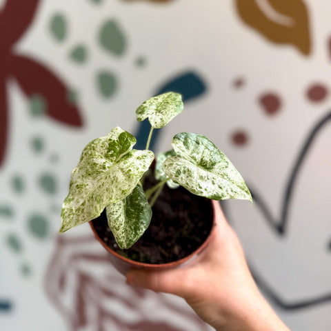 Alocasia macrorrhiza 'Splash' – Variegated Giant Taro - Sprouts of Bristol