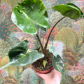 Alocasia macrorrhizos 'Stingray' - Sprouts of Bristol