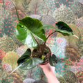 Alocasia macrorrhizos 'Stingray' - Sprouts of Bristol