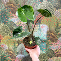Alocasia macrorrhizos 'Stingray' - Sprouts of Bristol