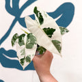 Alocasia micholitziana variegata 'Frydek' - Sprouts of Bristol