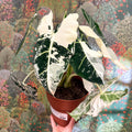 Alocasia micholitziana variegata 'Frydek' - Sprouts of Bristol