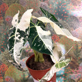 Alocasia micholitziana variegata 'Frydek' - Sprouts of Bristol