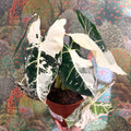 Alocasia micholitziana variegata 'Frydek' - Sprouts of Bristol