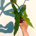 Alocasia sp. Sulawesi ‘Sabrina Narrow’ - Sprouts of Bristol