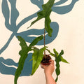 Alocasia sp. Sulawesi ‘Sabrina Narrow’ - Sprouts of Bristol