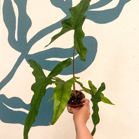 Alocasia sp. Sulawesi ‘Sabrina Narrow’ - Sprouts of Bristol