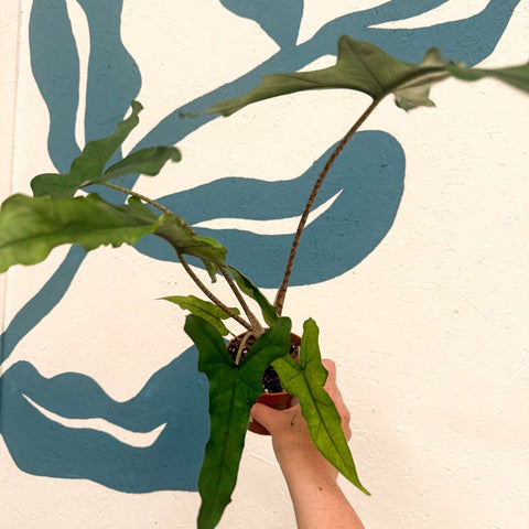 Alocasia sp. Sulawesi ‘Sabrina Narrow’ - Sprouts of Bristol