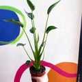 Alocasia 'Tiny Dancer' - Sprouts of Bristol
