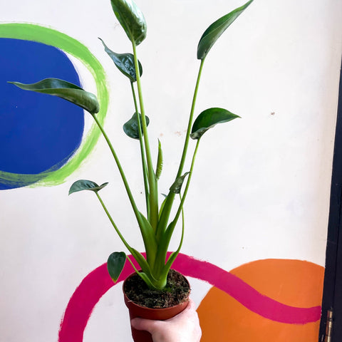 Alocasia 'Tiny Dancer' - Sprouts of Bristol