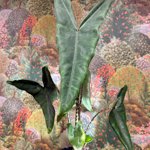 Alocasia zebrina 'Tigrina Superba' - Sprouts of Bristol