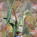 Alocasia zebrina 'Tigrina Superba' - Sprouts of Bristol