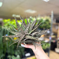 Aloe somaliensis - Sprouts of Bristol
