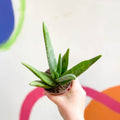Aloe vera - Sprouts of Bristol