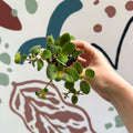 Alsobia dianthiflora - Lace Flower - Welsh Grown - Sprouts of Bristol