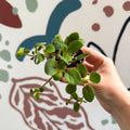 Alsobia dianthiflora - Lace Flower - Welsh Grown - Sprouts of Bristol