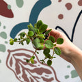 Alsobia dianthiflora - Lace Flower - Welsh Grown - Sprouts of Bristol