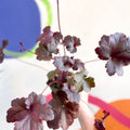 Alum Root - Heuchera 'Obsidian' - Cotswold Grown Perennial - Sprouts of Bristol