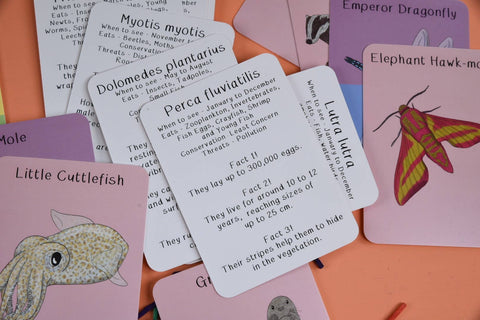 Amazing Animals of the British Isles Fact Cards - Sprouts of Bristol