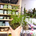 Anethum graveolens - Dill - British Grown Culinary Herb - Sprouts of Bristol