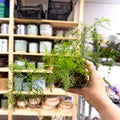Anethum graveolens - Dill - British Grown Culinary Herb - Sprouts of Bristol