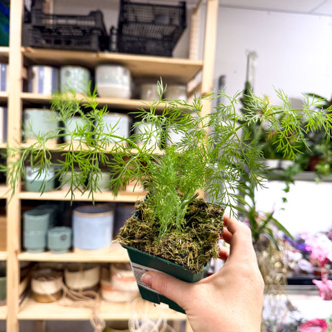 Anethum graveolens - Dill - British Grown Culinary Herb - Sprouts of Bristol