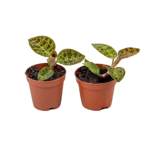 Anoectochilus roxburgii 'Salmon Dream' - Jewel Orchid - Sprouts of Bristol