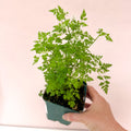 Anthriscus cerefolium - Chervil - British Grown Culinary Herb - Sprouts of Bristol